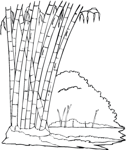 Bamboo In The Jungle Coloring Page